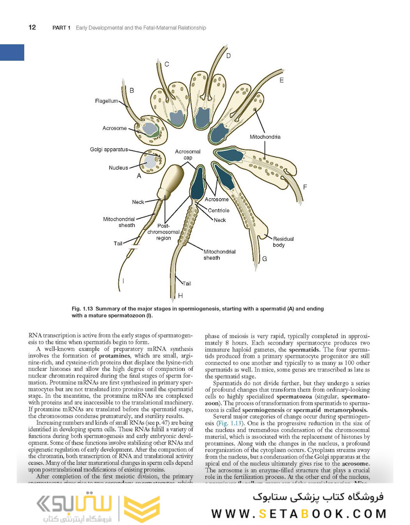 Human Embryology and Developmental Biology 6th Edition2019