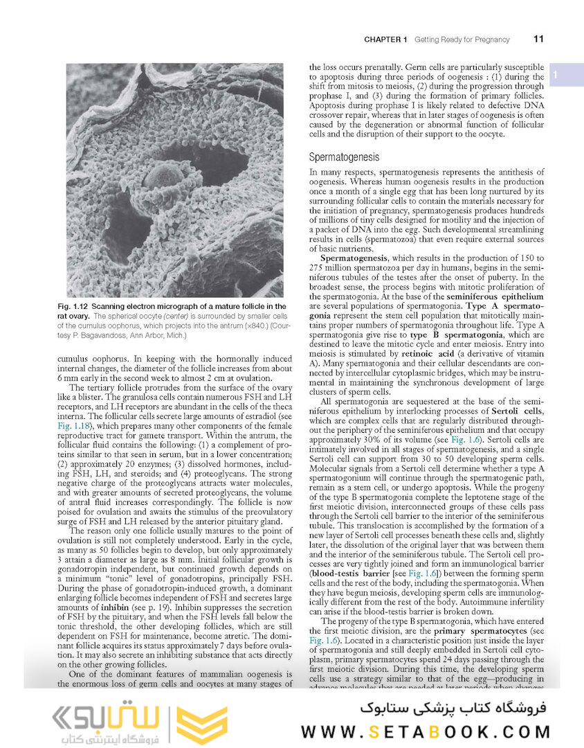 Human Embryology and Developmental Biology 6th Edition2019