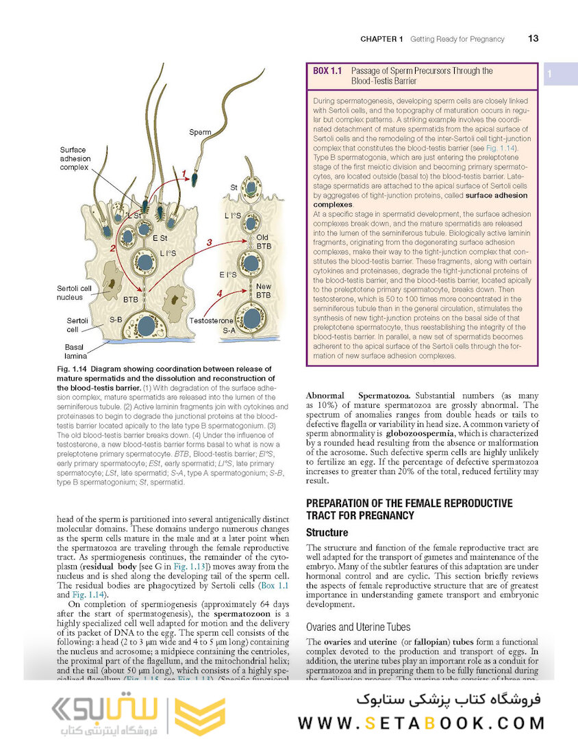 Human Embryology and Developmental Biology 6th Edition2019