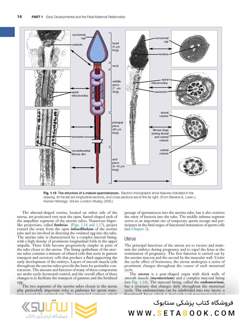Human Embryology and Developmental Biology 6th Edition2019