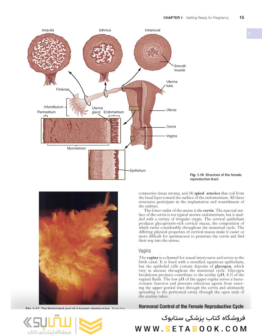Human Embryology and Developmental Biology 6th Edition2019