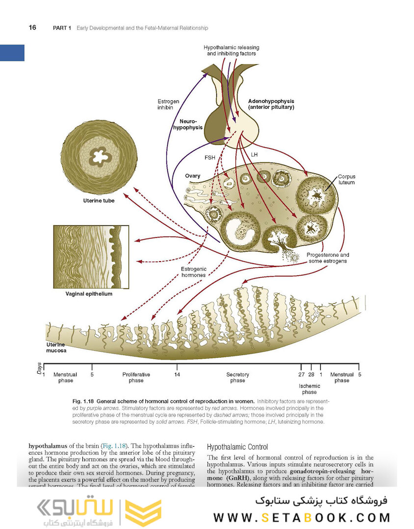 Human Embryology and Developmental Biology 6th Edition2019
