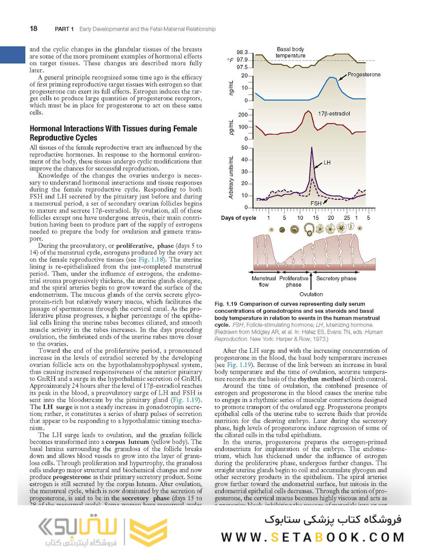 Human Embryology and Developmental Biology 6th Edition2019