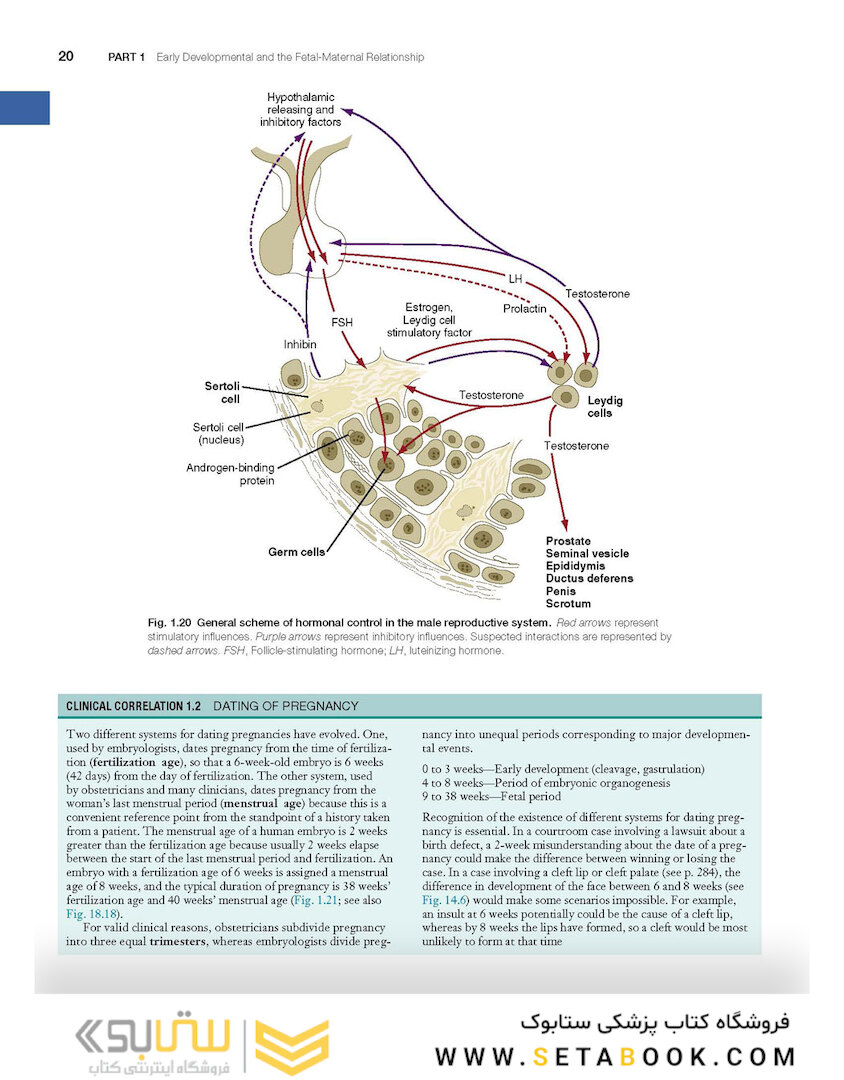 Human Embryology and Developmental Biology 6th Edition2019