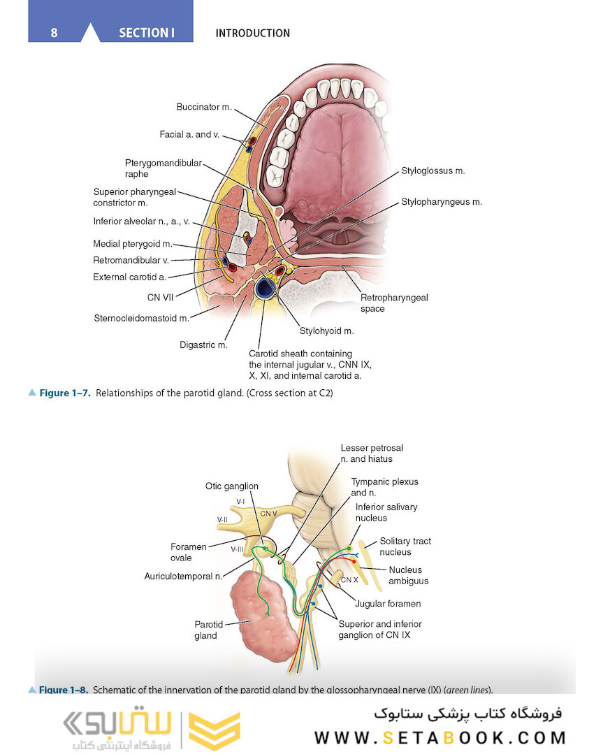 CURRENT Diagnosis - Treatment Otolaryngology-Head and Neck Surgery 4th Edition