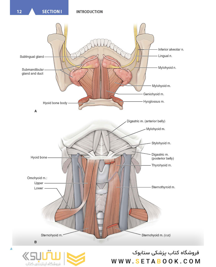 CURRENT Diagnosis - Treatment Otolaryngology-Head and Neck Surgery 4th Edition
