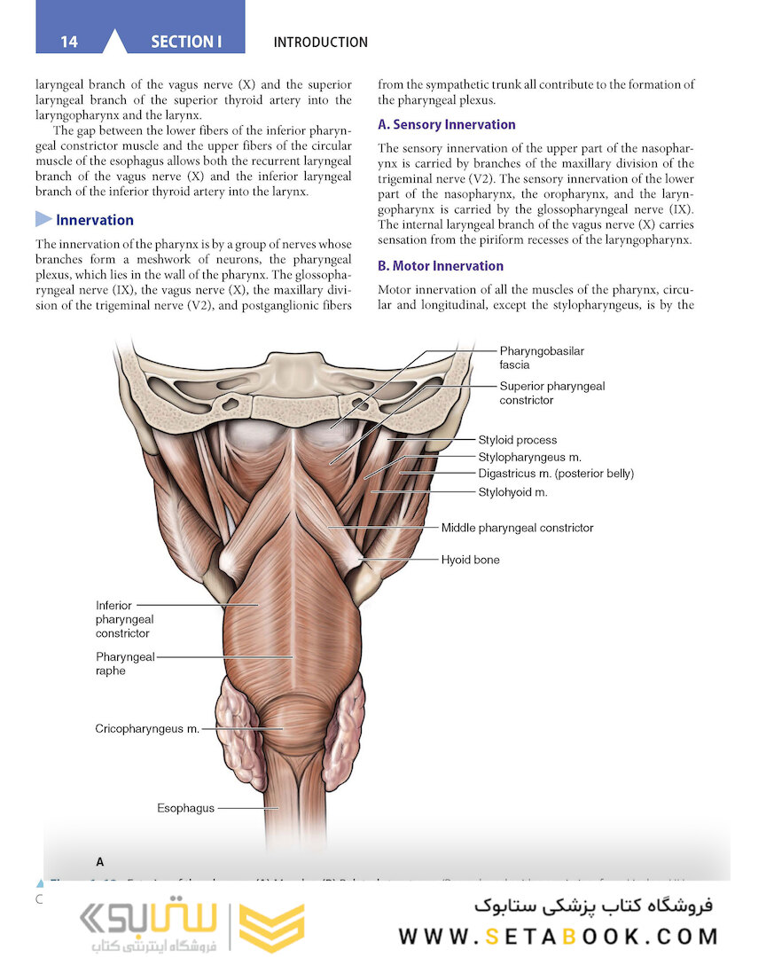 CURRENT Diagnosis - Treatment Otolaryngology-Head and Neck Surgery 4th Edition