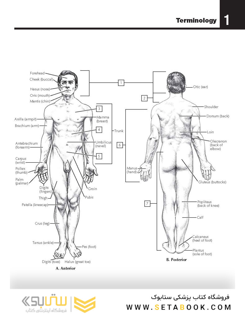 The Netter’s Anatomy Coloring Book, 2th edition