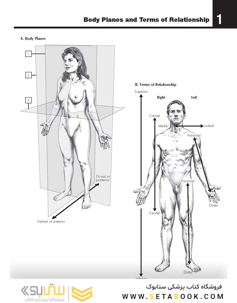 The Netter’s Anatomy Coloring Book, 2th edition