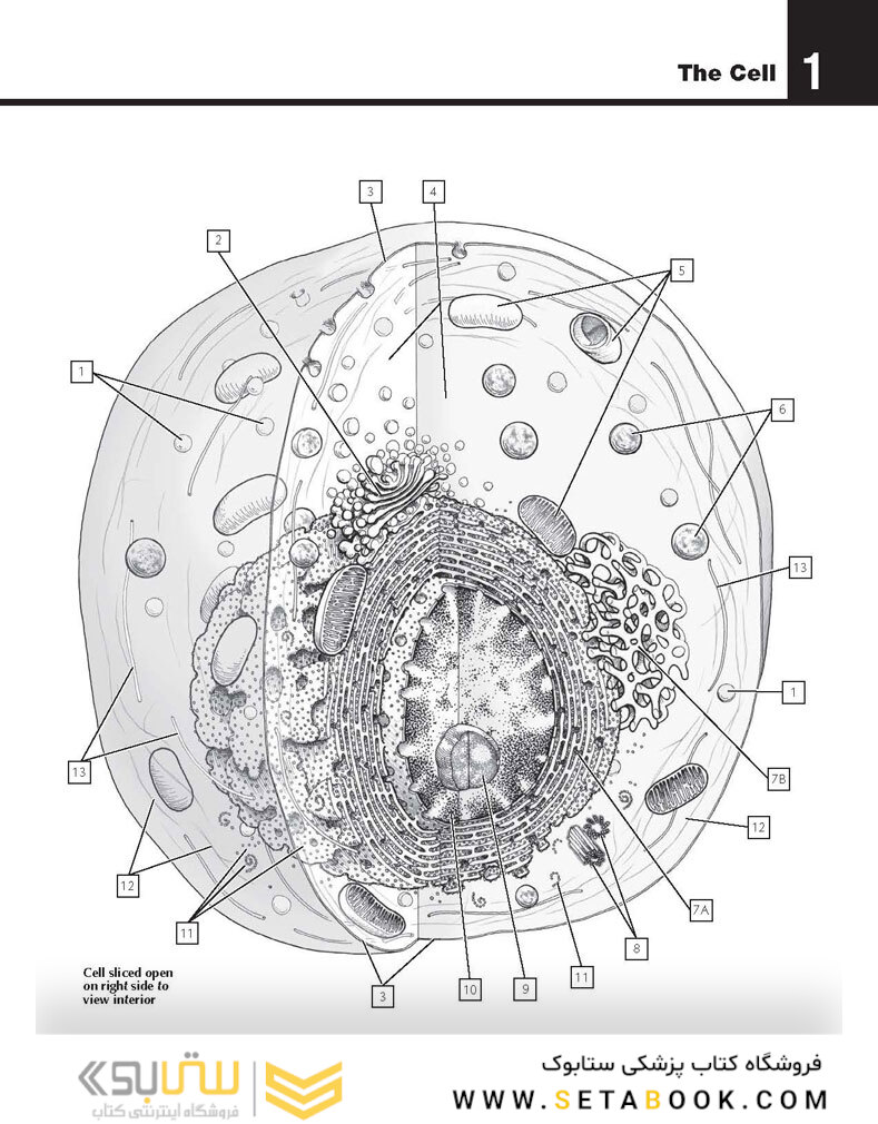 The Netter’s Anatomy Coloring Book, 2th edition