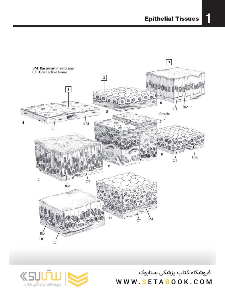 The Netter’s Anatomy Coloring Book, 2th edition