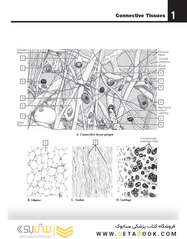 The Netter’s Anatomy Coloring Book, 2th edition