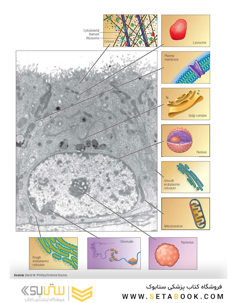 Karp’s Cell and Molecular Biology 9th Edition