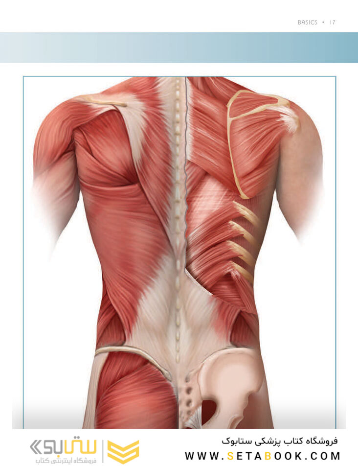 Massage Anatomy a Comprehensive Guide2009