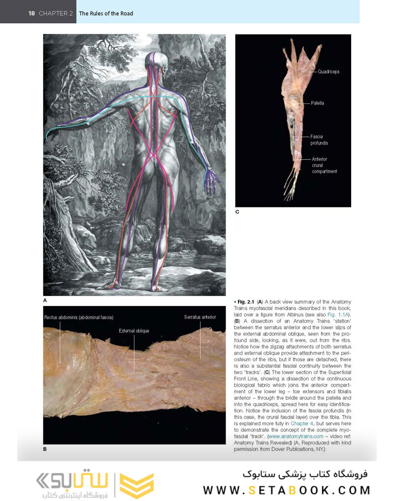 Anatomy Trains, 4th Edition 2021