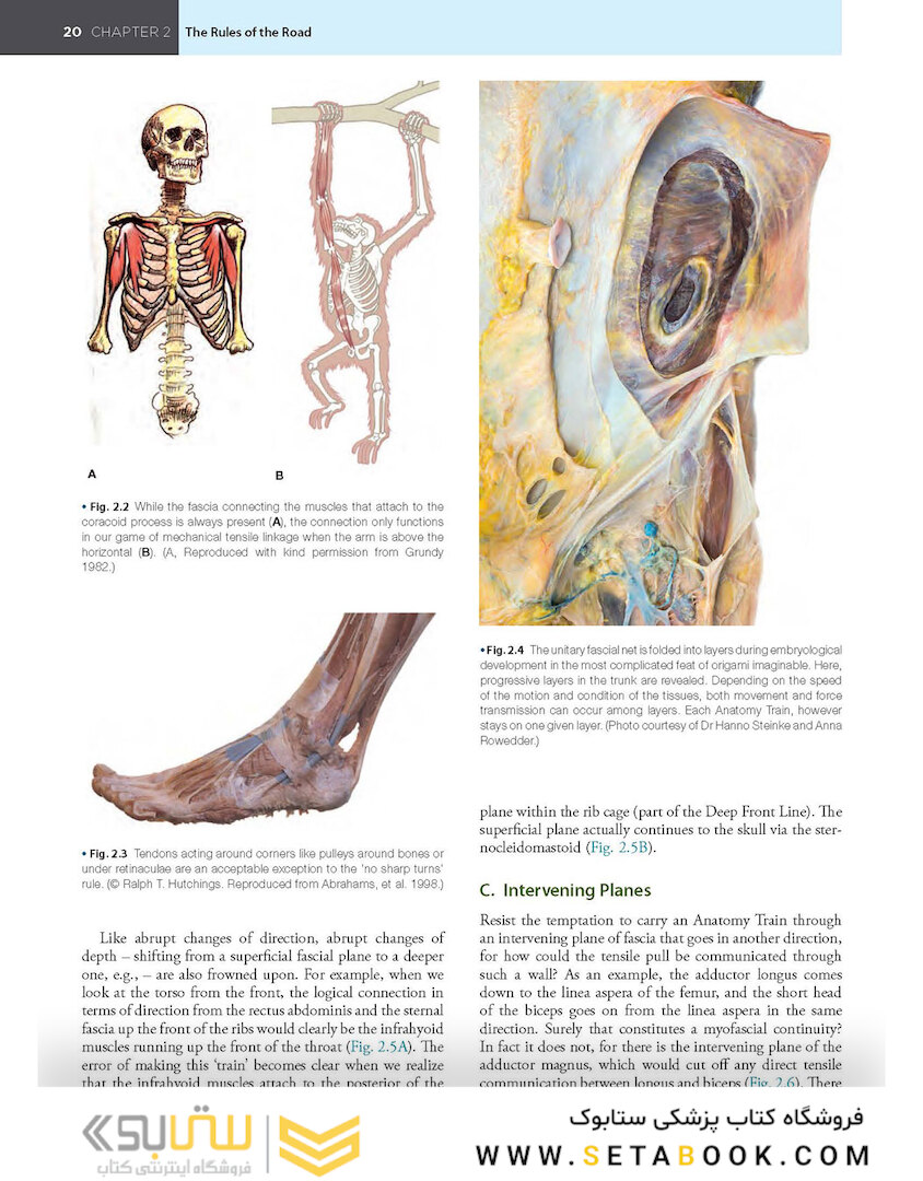 Anatomy Trains, 4th Edition 2021