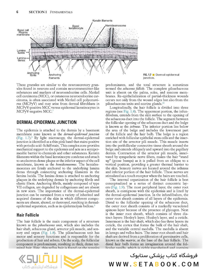 Local Flaps in Facial Reconstruction 2022