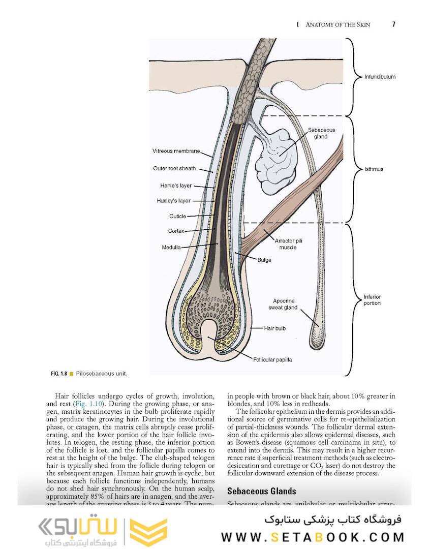 Local Flaps in Facial Reconstruction 2022