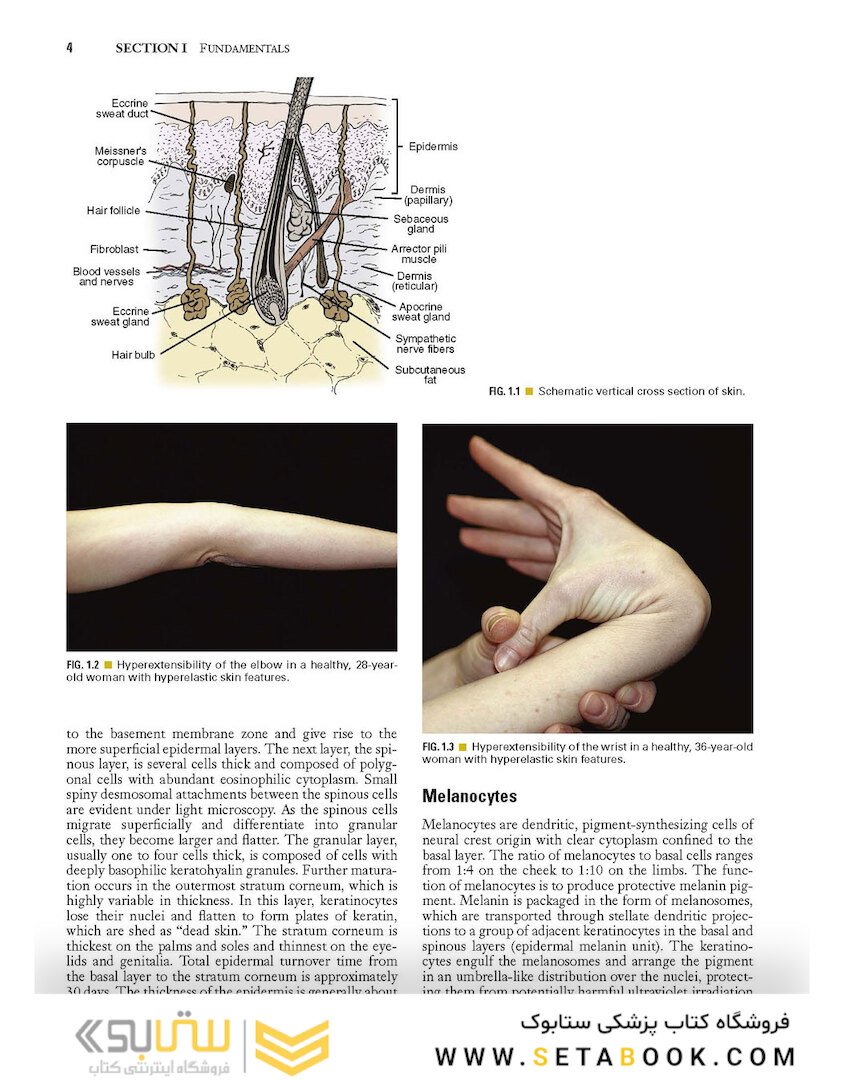 Local Flaps in Facial Reconstruction 2022