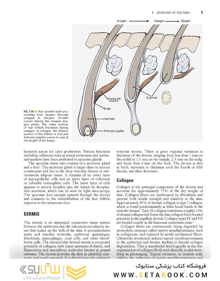 Local Flaps in Facial Reconstruction 2022