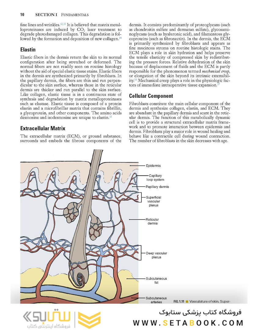Local Flaps in Facial Reconstruction 2022
