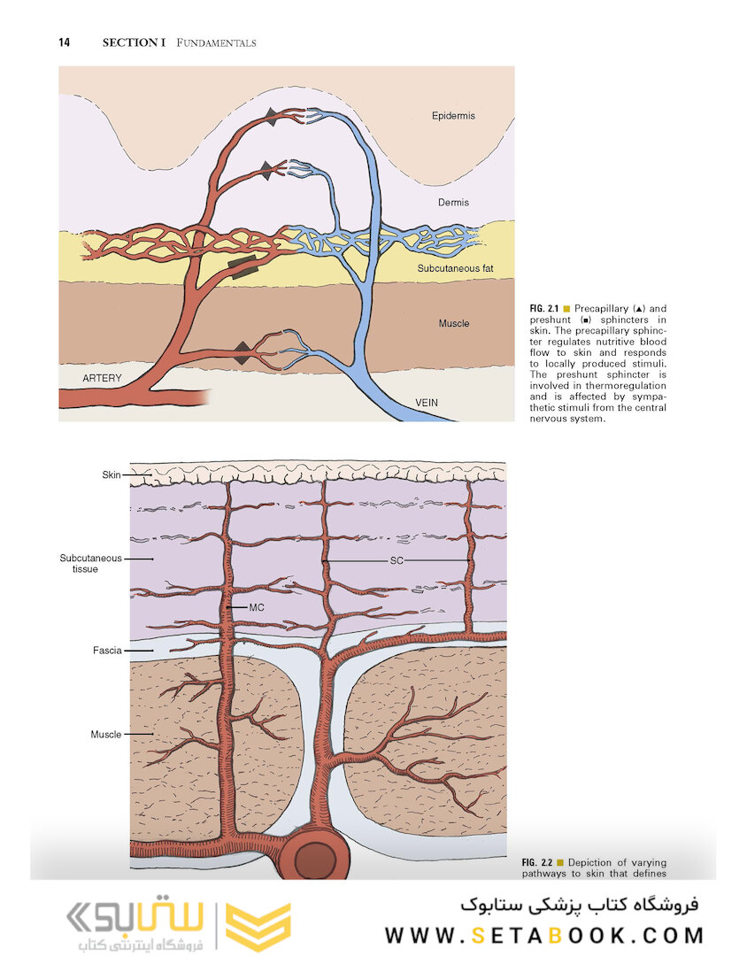 Local Flaps in Facial Reconstruction 2022
