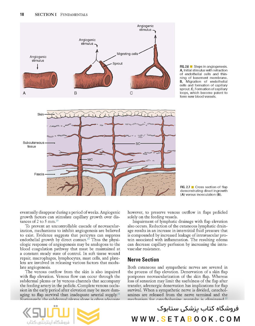Local Flaps in Facial Reconstruction 2022
