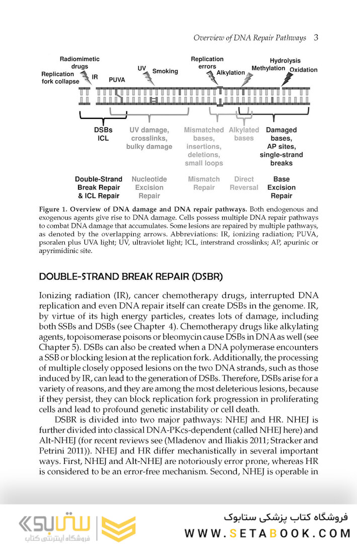 DNA Repair and Cancer : From Bench to Clinic2013