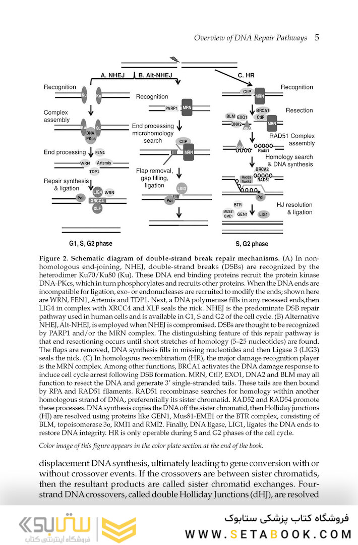 DNA Repair and Cancer : From Bench to Clinic2013