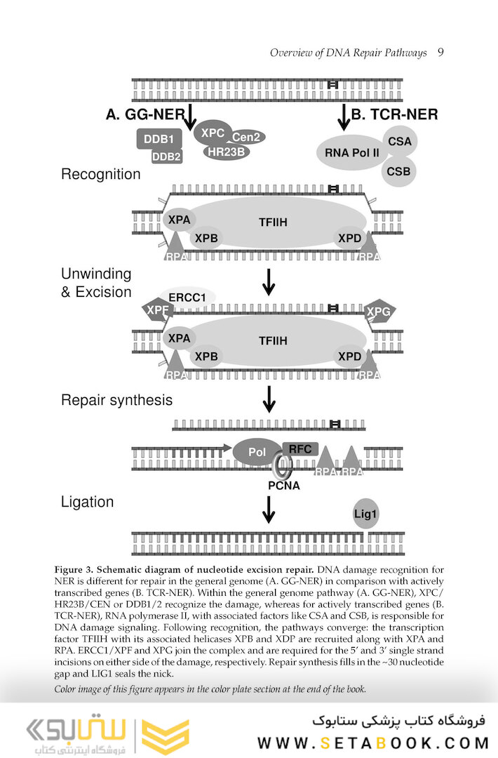 DNA Repair and Cancer : From Bench to Clinic2013