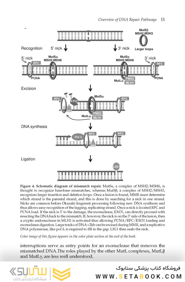 DNA Repair and Cancer : From Bench to Clinic2013