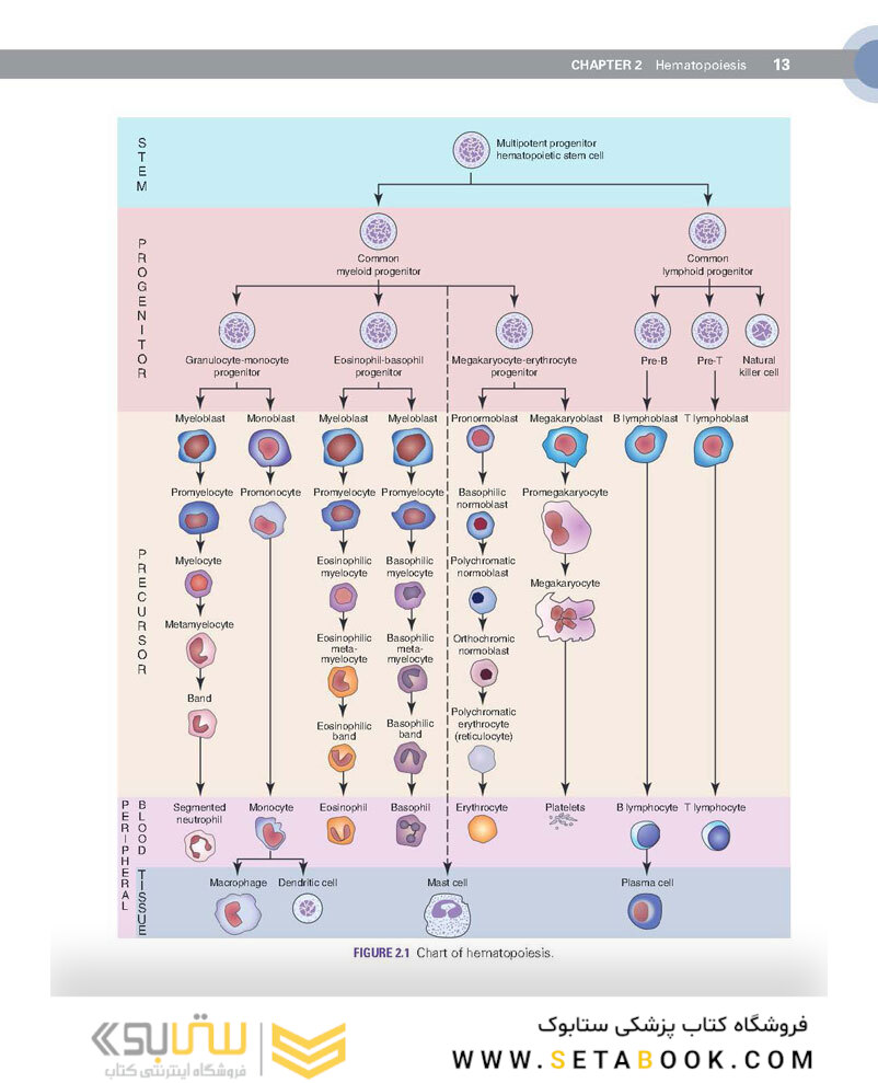 Clinical Hematology Atlas 6th Edicion 2022