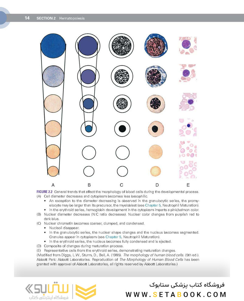 Clinical Hematology Atlas 6th Edicion 2022