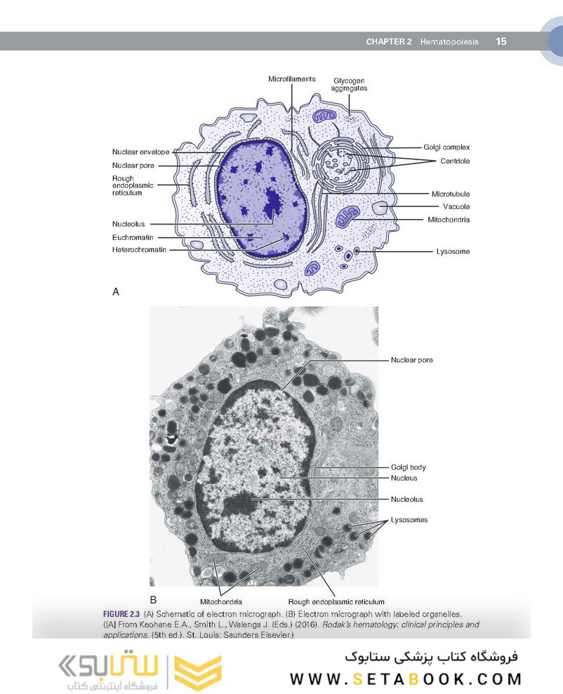 Clinical Hematology Atlas 6th Edicion 2022
