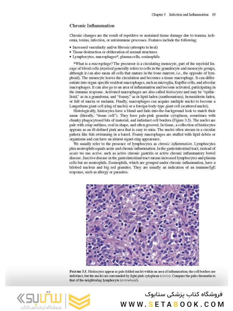 The Practice of Surgical Pathology: A Beginner