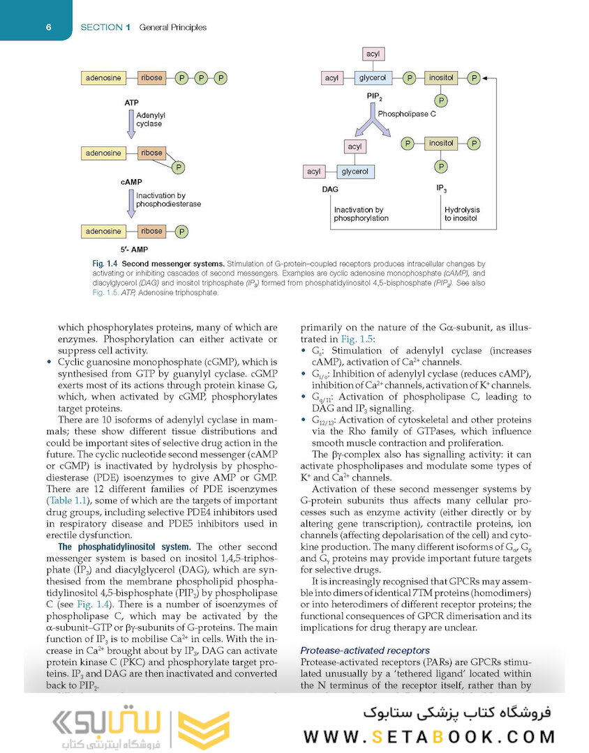 Medical Pharmacology and Therapeutics2022
