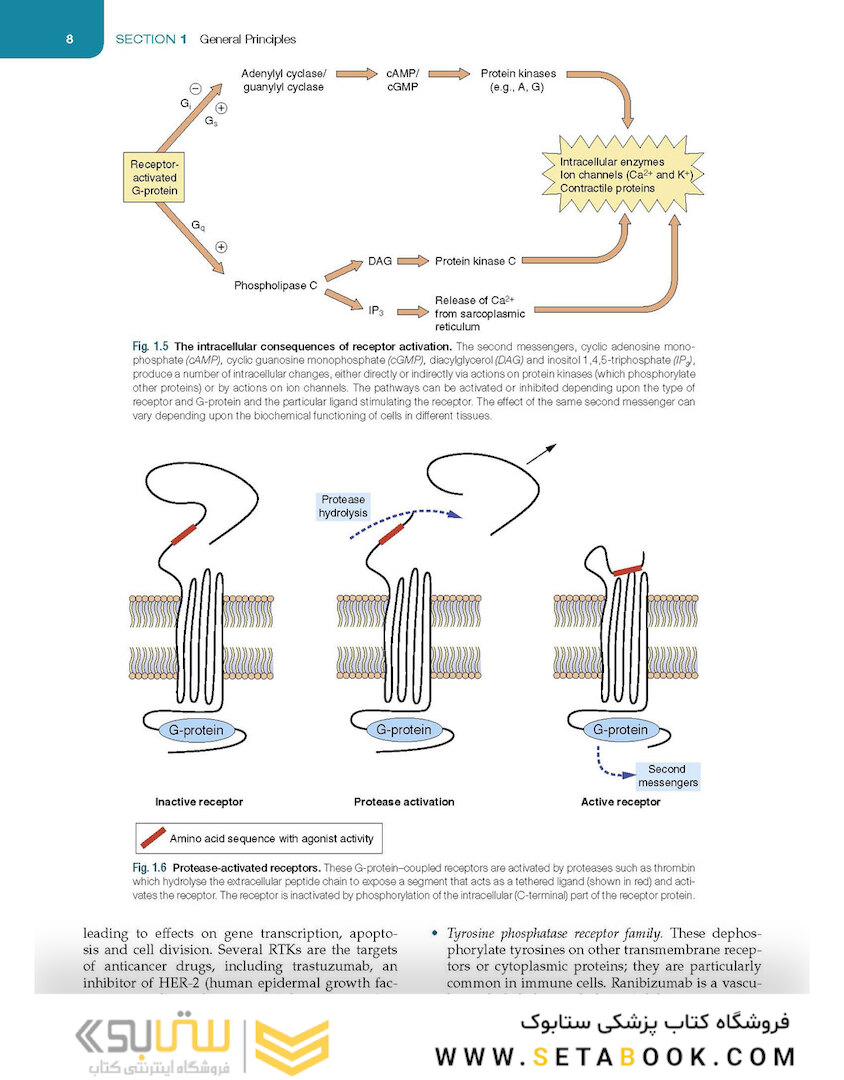 Medical Pharmacology and Therapeutics2022