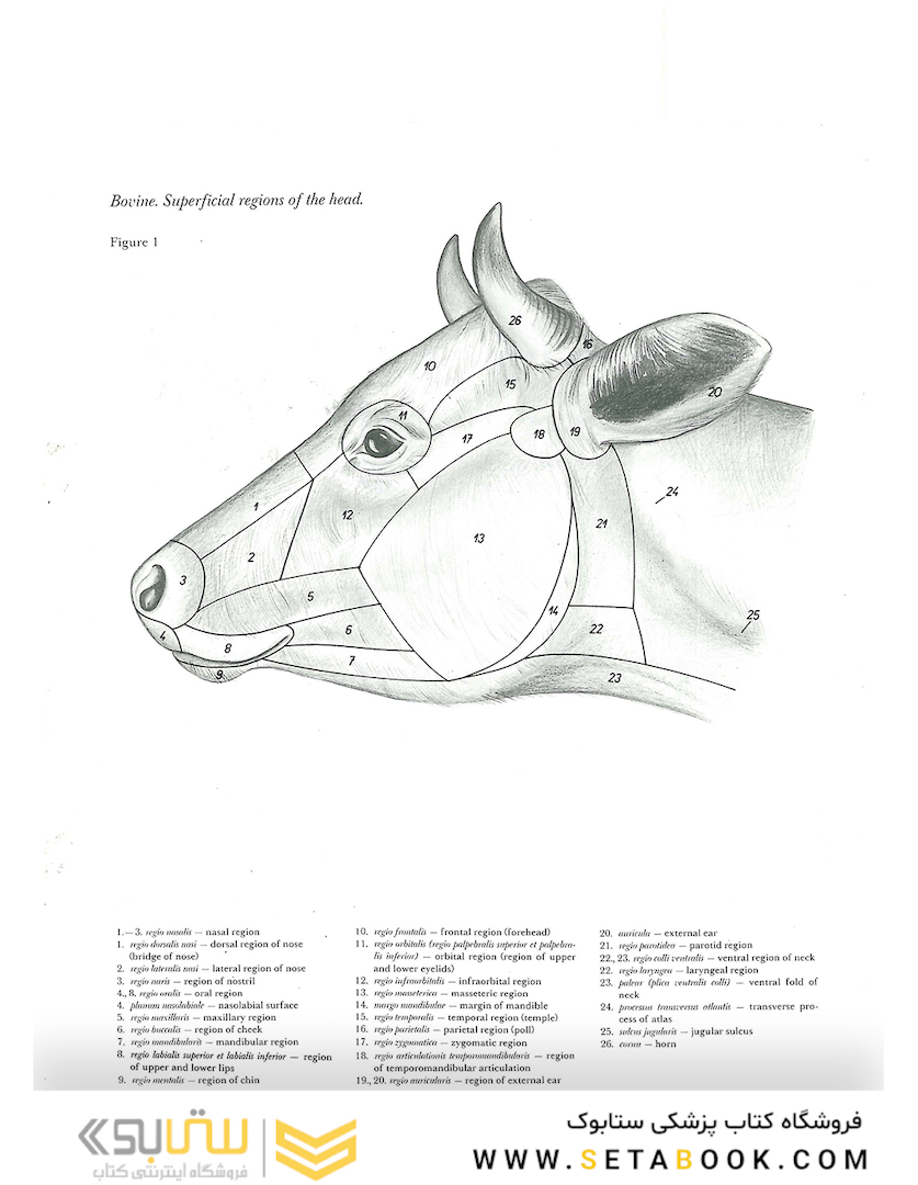 Atlas of Topographical Anatomy of the Domestic Animals 2nd Edicion