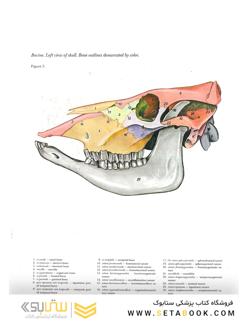 Atlas of Topographical Anatomy of the Domestic Animals 2nd Edicion