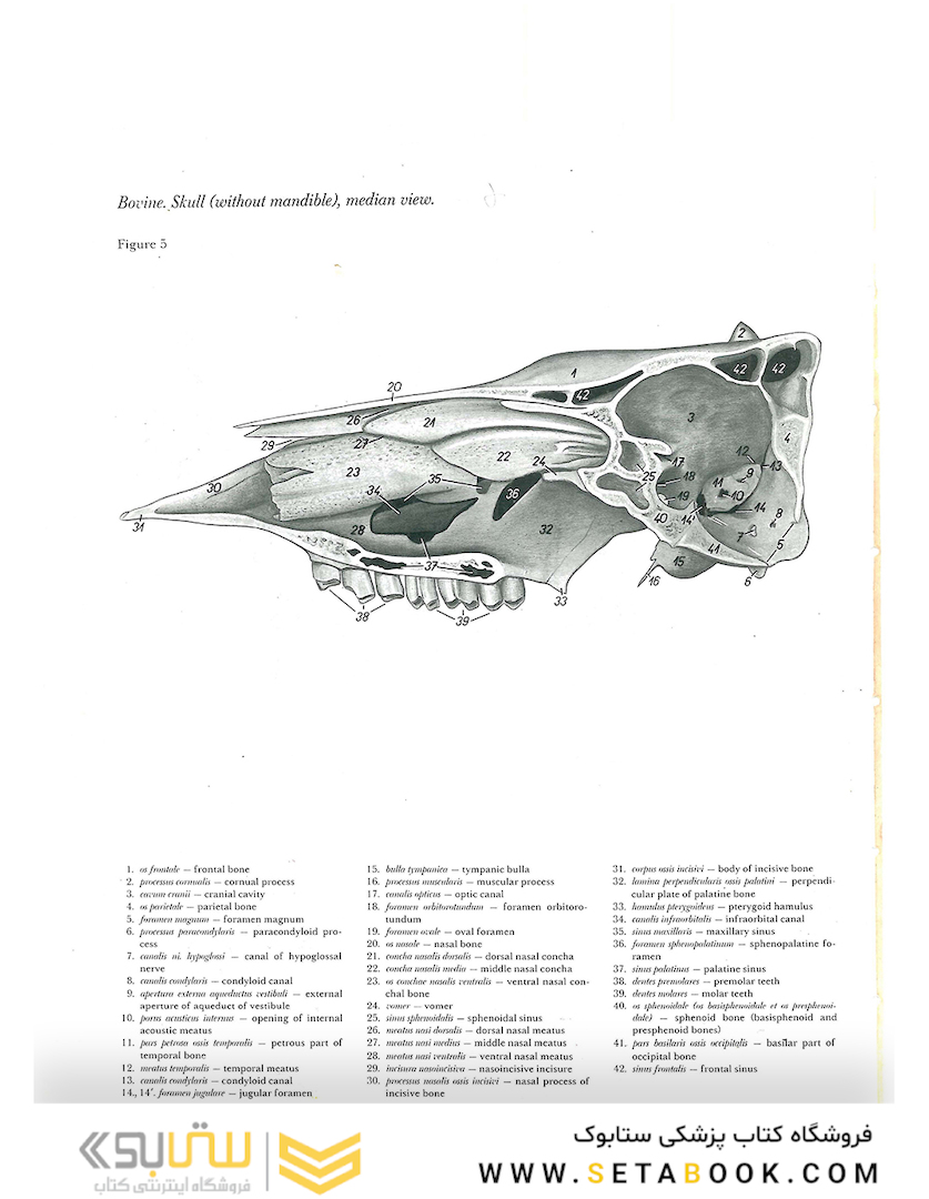 Atlas of Topographical Anatomy of the Domestic Animals 2nd Edicion
