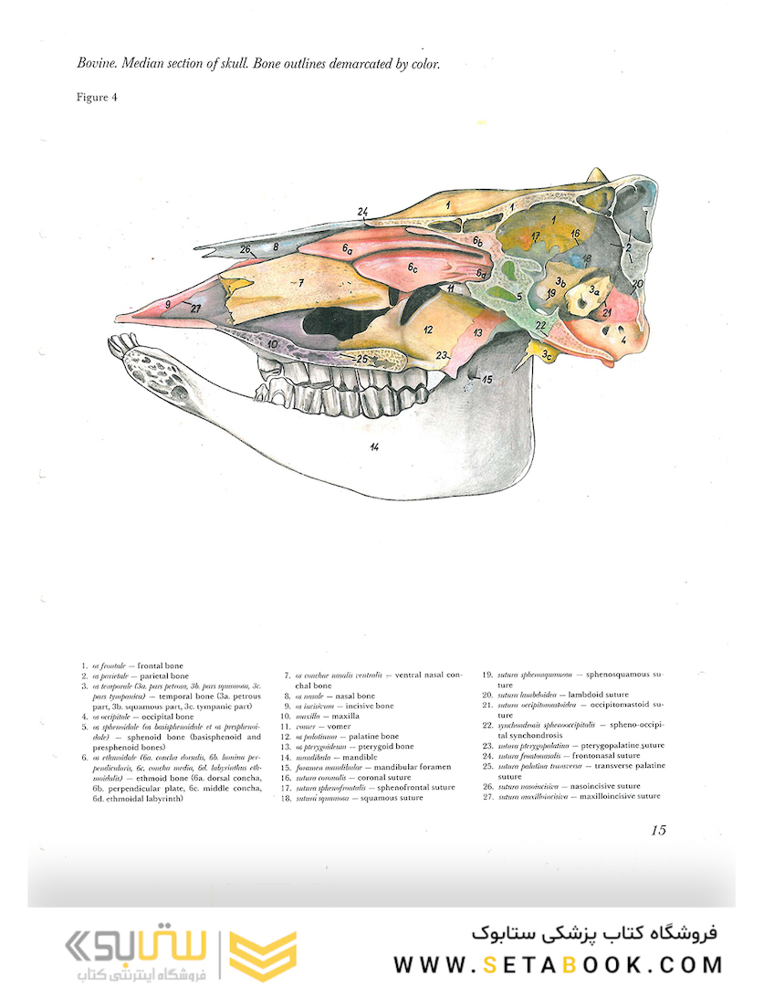Atlas of Topographical Anatomy of the Domestic Animals 2nd Edicion