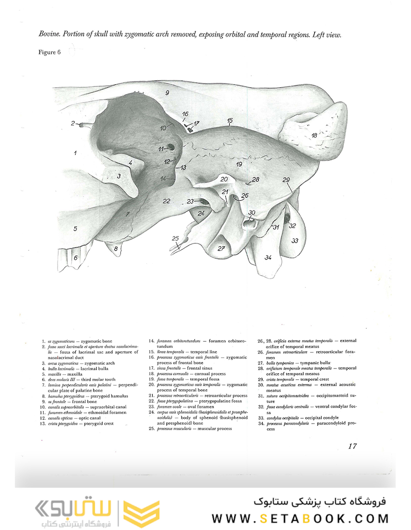 Atlas of Topographical Anatomy of the Domestic Animals 2nd Edicion
