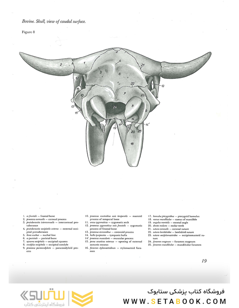 Atlas of Topographical Anatomy of the Domestic Animals 2nd Edicion