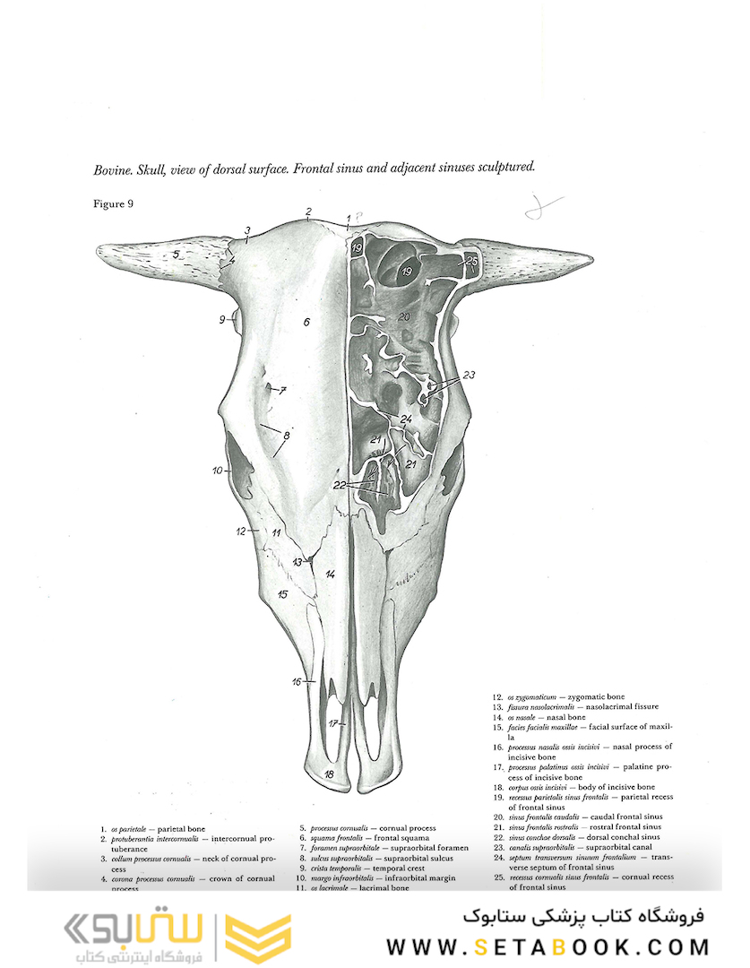 Atlas of Topographical Anatomy of the Domestic Animals 2nd Edicion