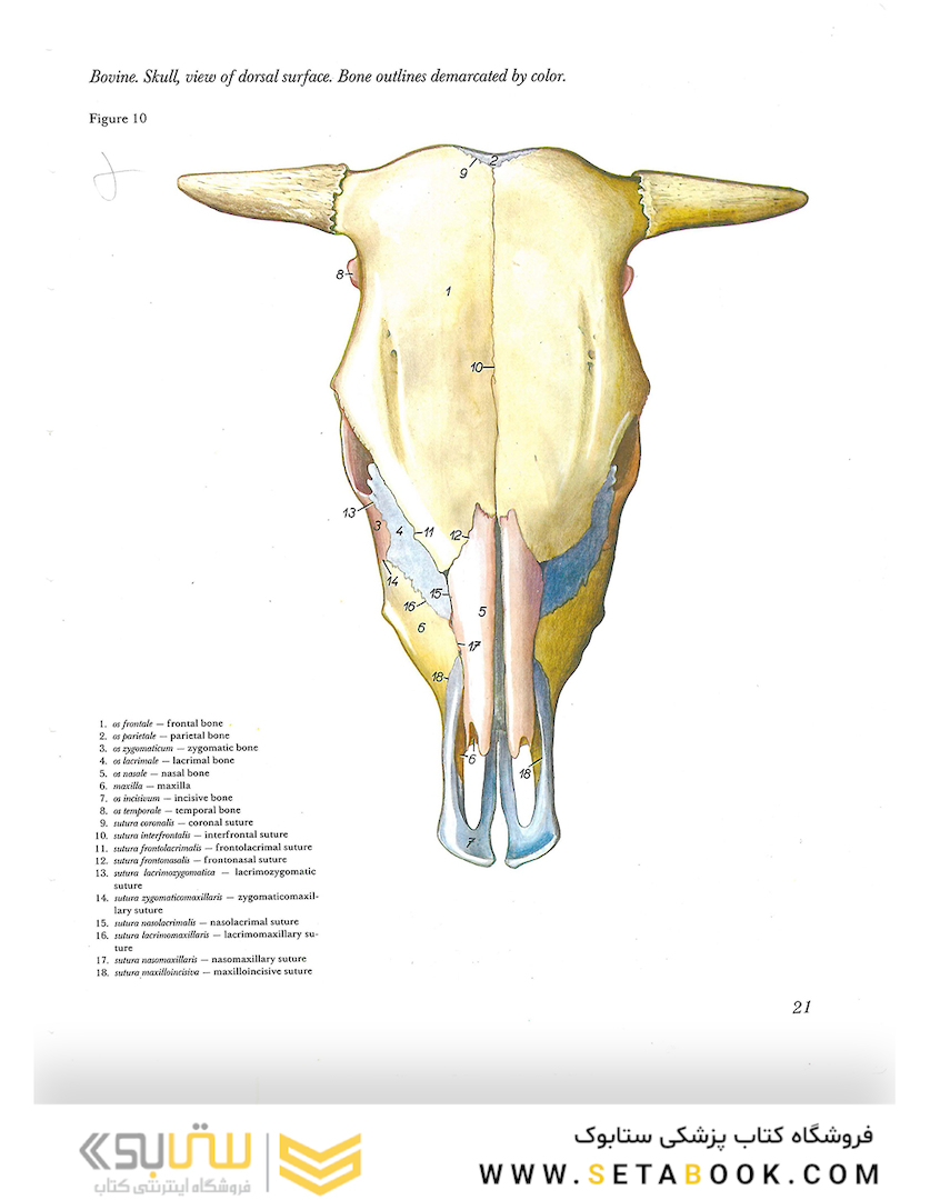 Atlas of Topographical Anatomy of the Domestic Animals 2nd Edicion