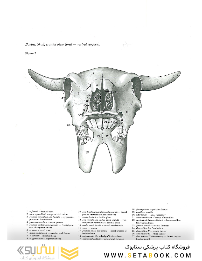 Atlas of Topographical Anatomy of the Domestic Animals 2nd Edicion