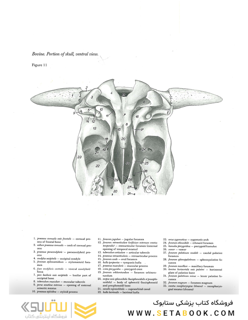 Atlas of Topographical Anatomy of the Domestic Animals 2nd Edicion
