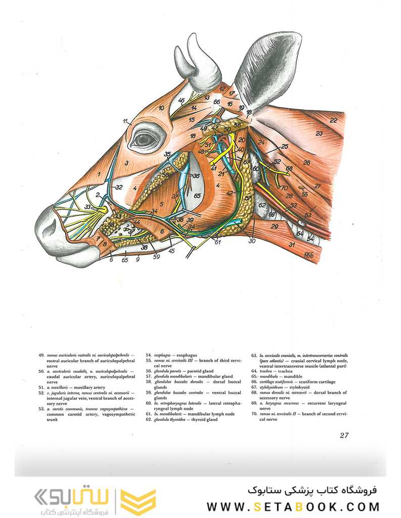 Atlas of Topographical Anatomy of the Domestic Animals 2nd Edicion
