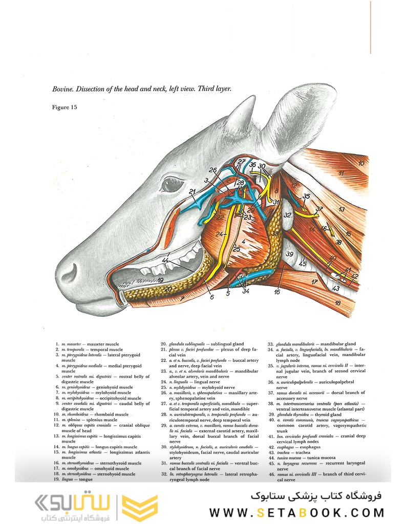 Atlas of Topographical Anatomy of the Domestic Animals 2nd Edicion
