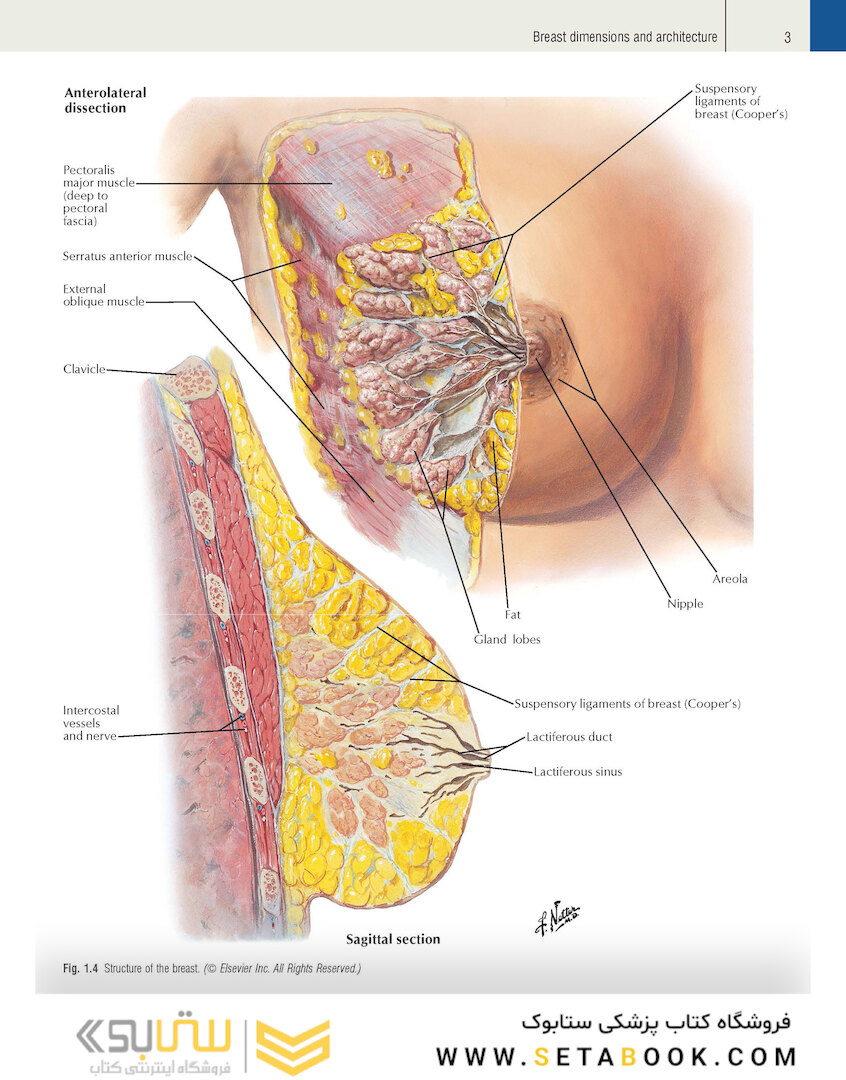 Plastic Surgery Volume 5: Breast 4th Edicion 2018